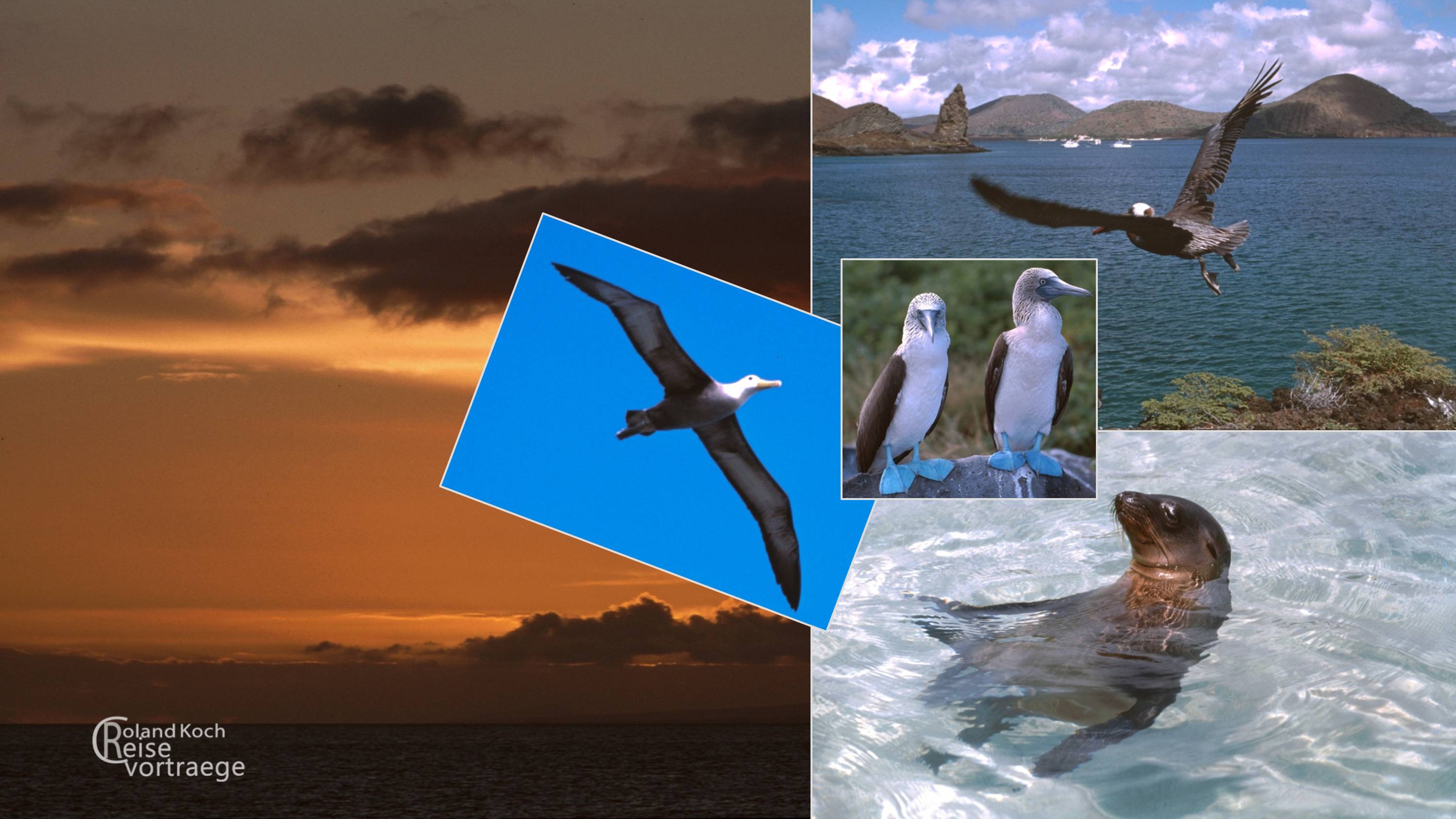 Hintergrundbild, Collage, kostenlos, Collage, kostenlos, Wallpaper Galapagos, Ecuador, Natur